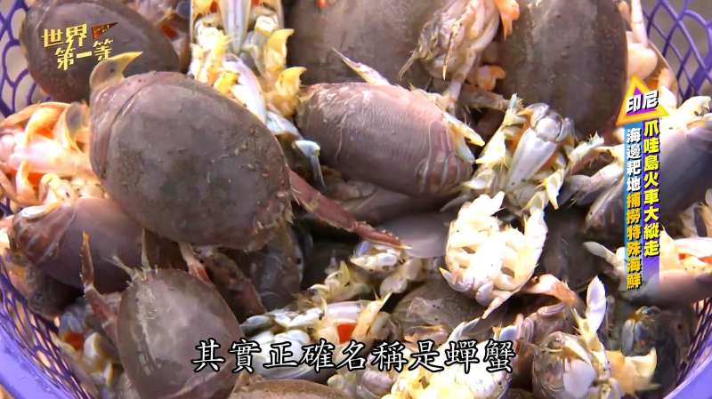 海边耙地捕捞特殊海鲜浪花蟹