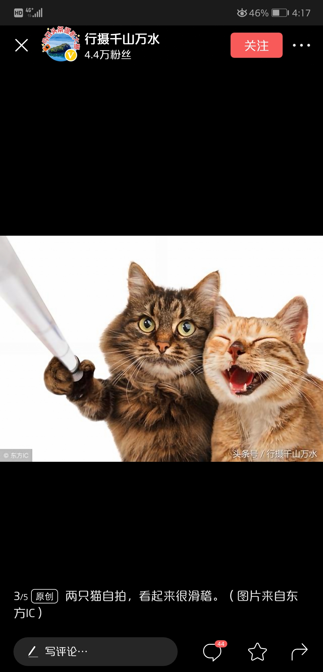 两只猫玩儿自拍,有没有一点像你和你对象.