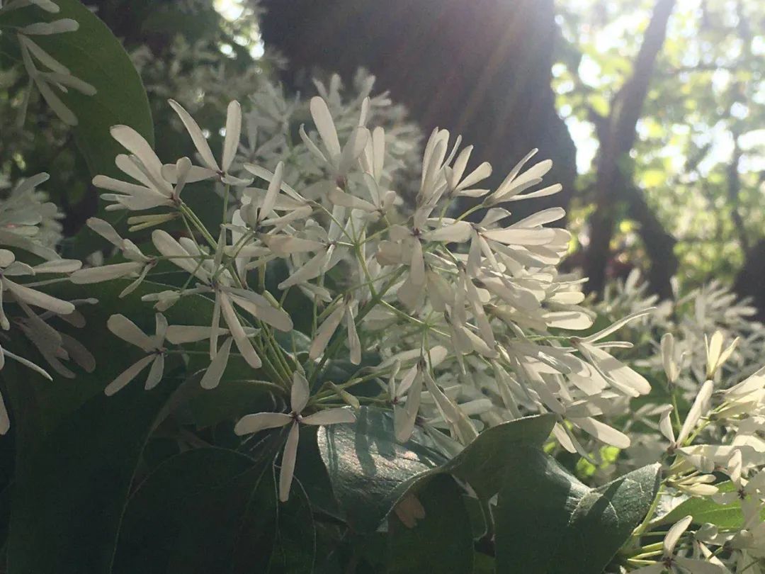 800多岁的糯米茶树开花了!