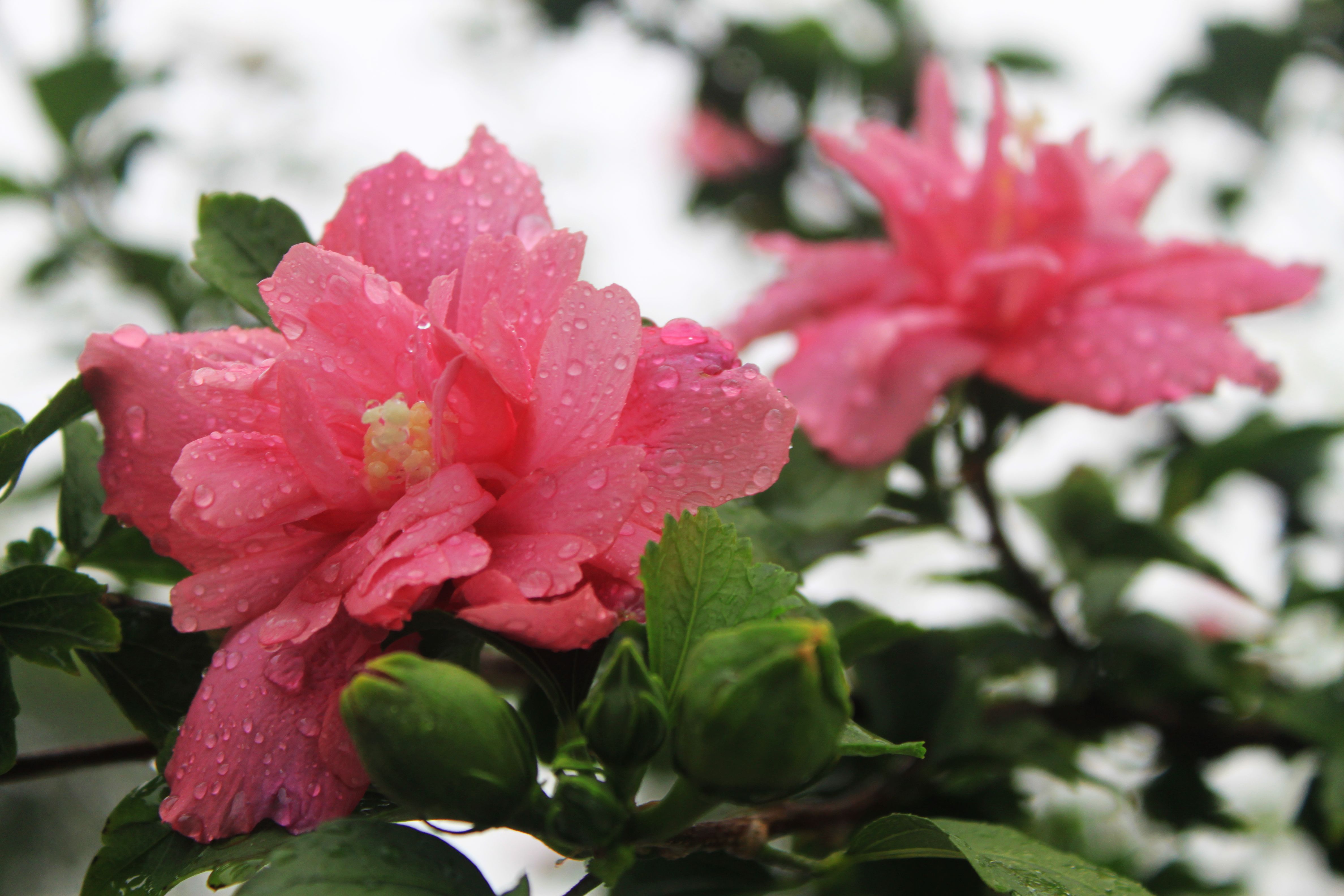 [李探花图集]生长茂盛,花开锦绣的"木槿花"!