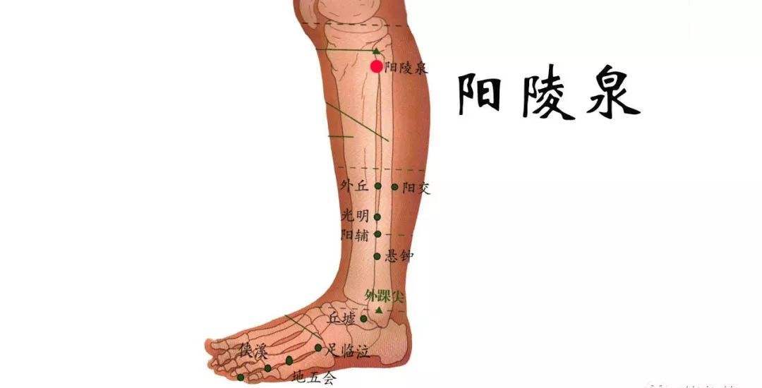 胆经的重点穴位定位,以及有哪些保健按摩手法?