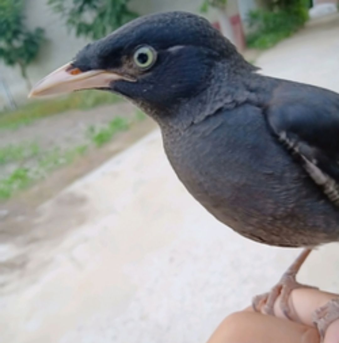 如何从零天开始手养八哥的幼鸟呢?