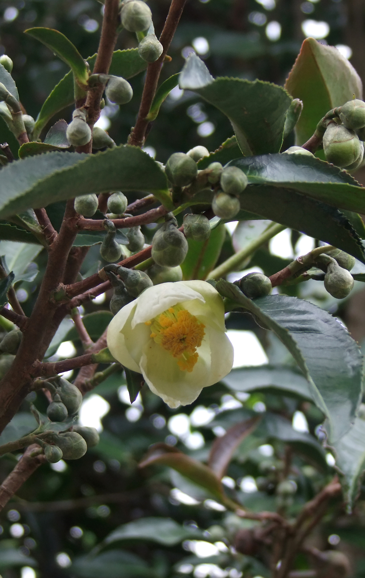 遇见云南普洱大树茶之漂亮茶树茶果茶花