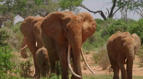 豆瓣9.2分的《大象女王》:花光所有的运气,只为了寻找生命之水