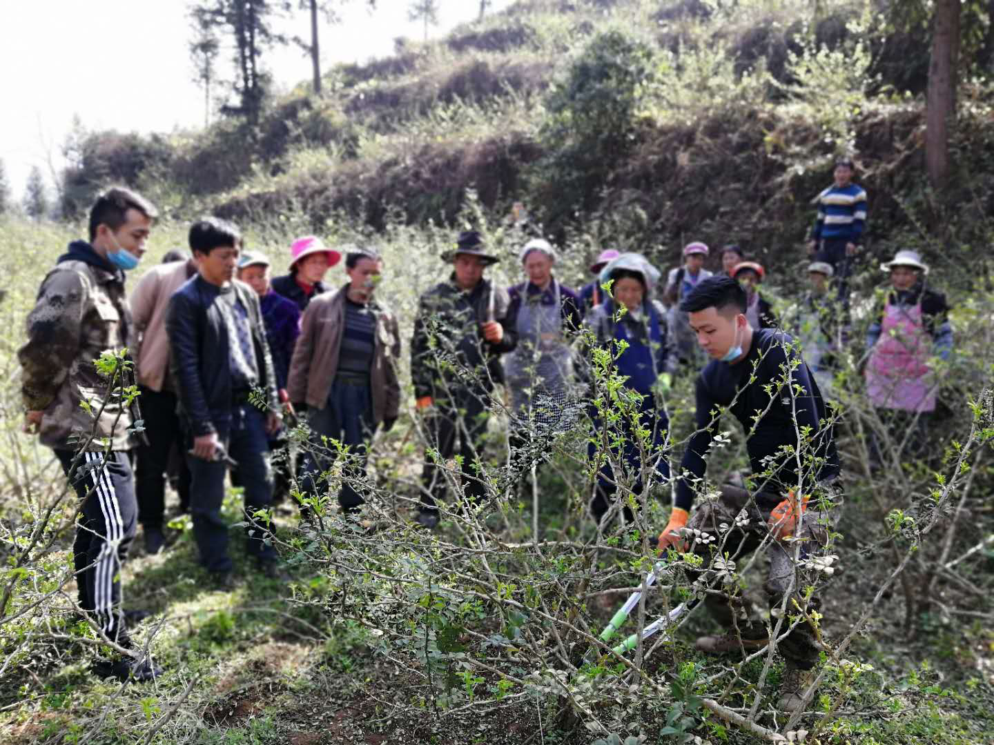 水城县勺米镇:念好刺梨"管护经 打好产业扶贫仗