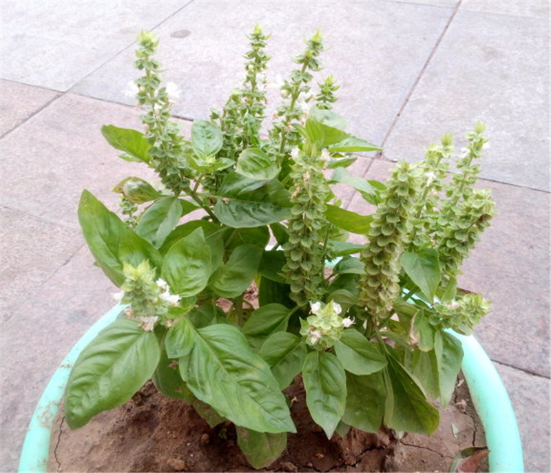 千层塔为石杉科石杉属多年生草本植物蛇足石杉的全草.