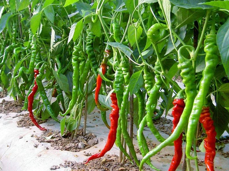 新岭说三农:辣椒种植并不难,日常田间管理要注意这些细节