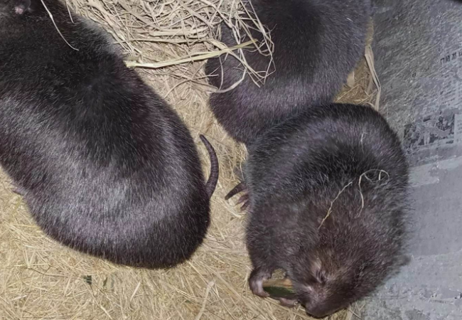 养殖竹狸最常见的3种搭窝,第2种最常见,因为冬暖夏凉!