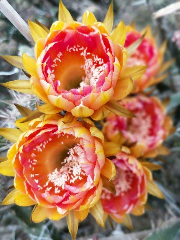 这花全身长满刺,开花惊艳大家伙儿,原来开花秘籍在这儿