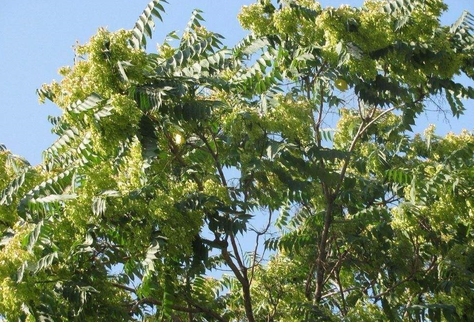 臭椿外,兩者還有一些明顯的區別: 臭椿為苦木科植物,香椿則不是,它們