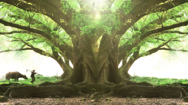 塔罗占卜:图中哪棵大树下好乘凉?测你能给恋人带来多少安全感