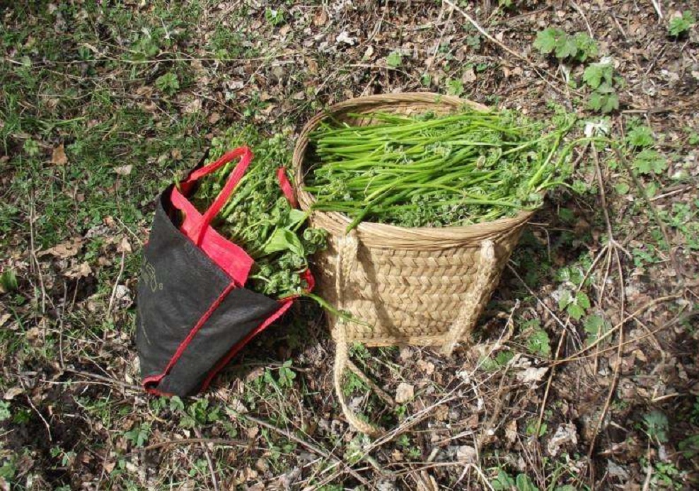 人称山菜之王,满山都是!约吗?