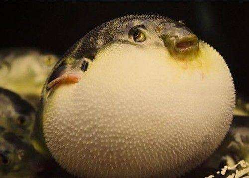 它拥有可爱的外表,却是世界上最毒的鱼,0.48毫克就能致死