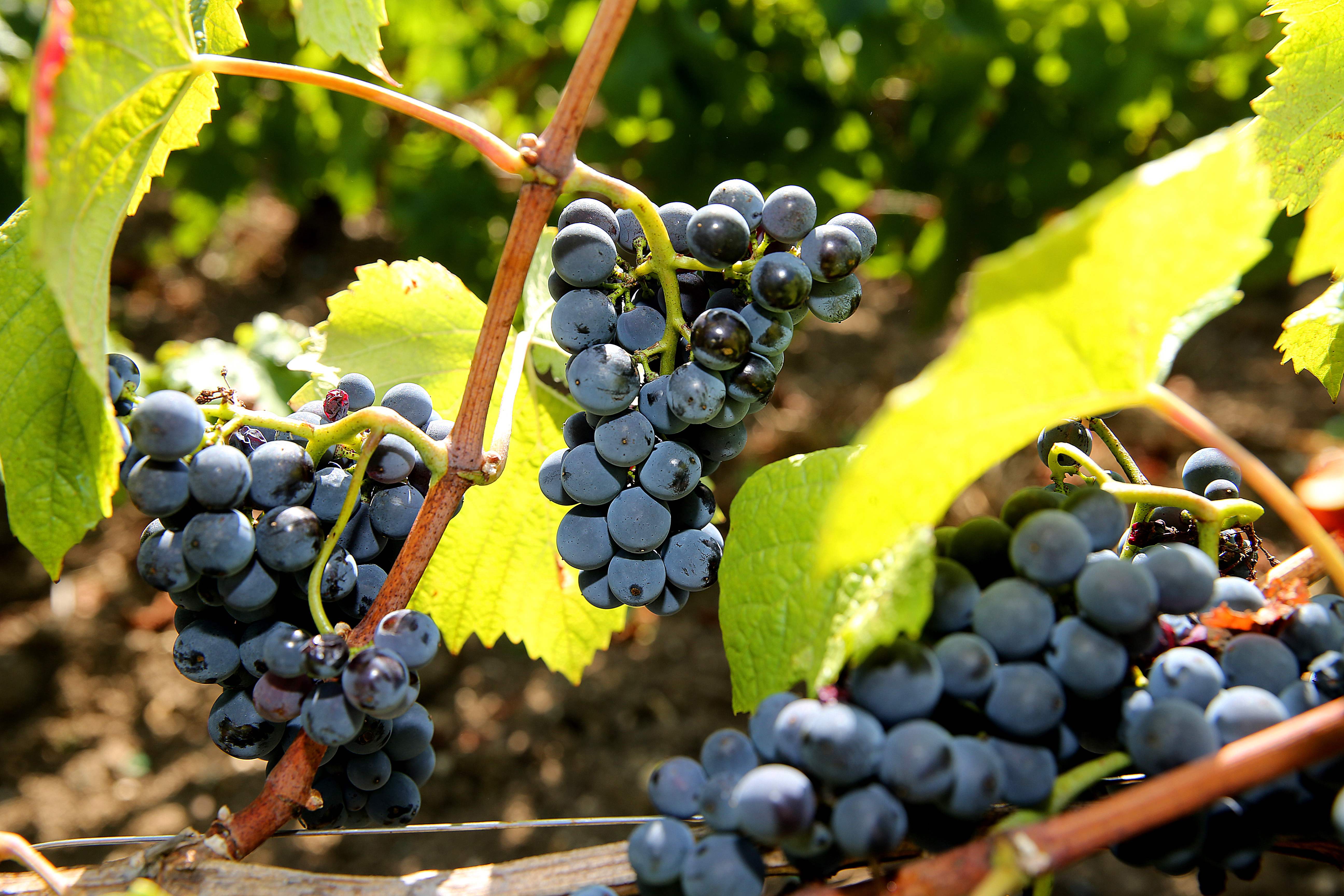 采摘黑皮诺葡萄(5)