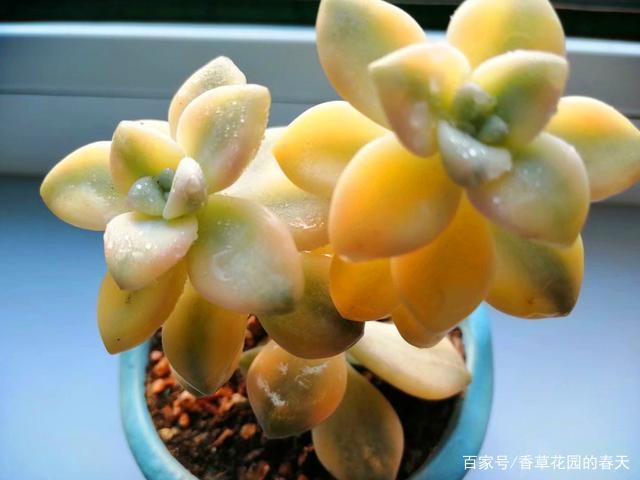 多肉美杏锦,这样养不但颜色美丽,叶片也晶莹剔透