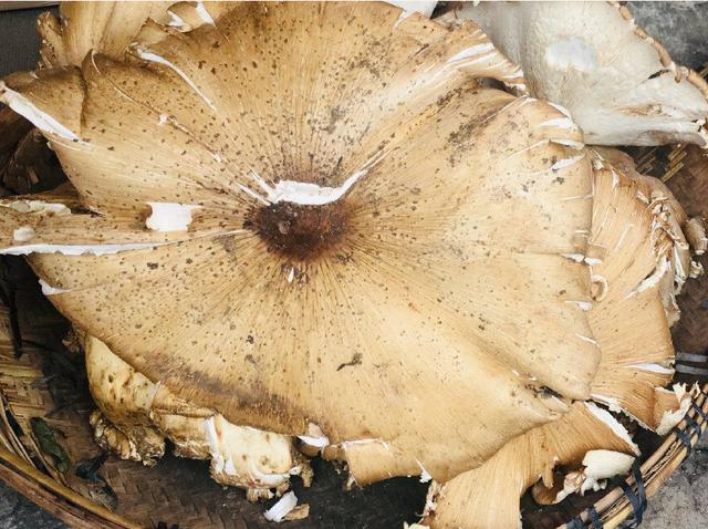 云南惊现巨型鸡枞菌大如簸箕