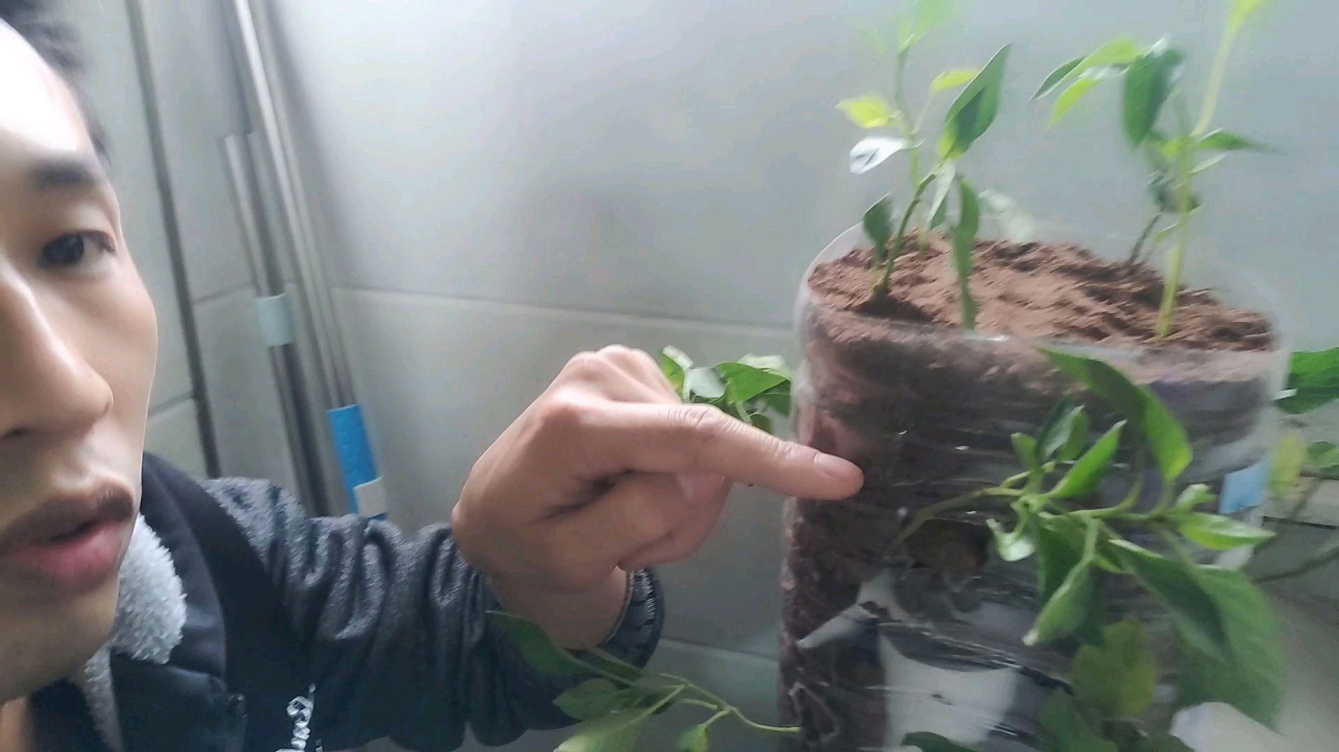 四川小哥无私分享立体3层种植辣椒方法,为吃到自己种的放心蔬菜!
