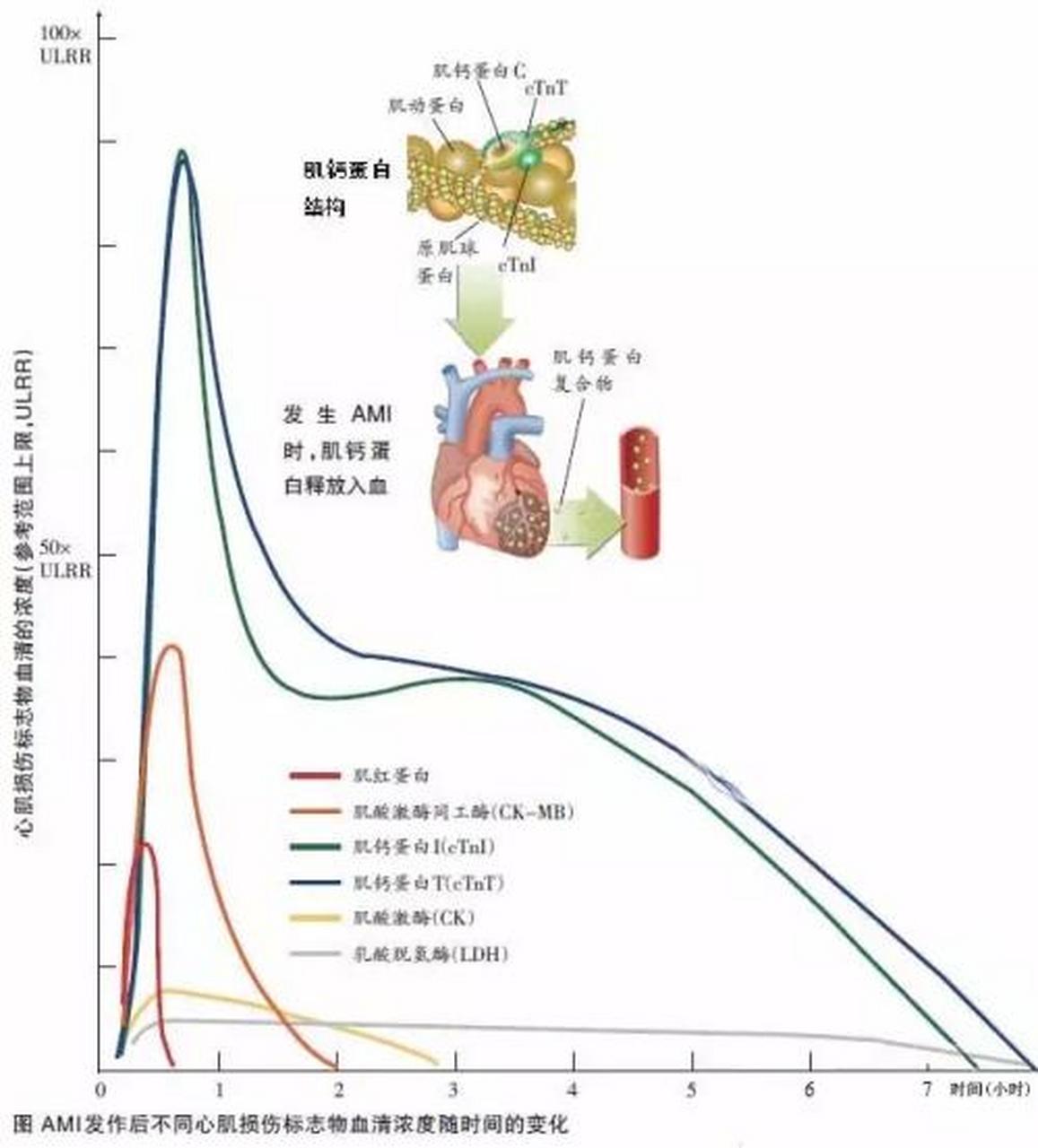 科普知识竞赛#肌钙蛋白是肌肉收缩的调节蛋白,由三个结构不同的亚基
