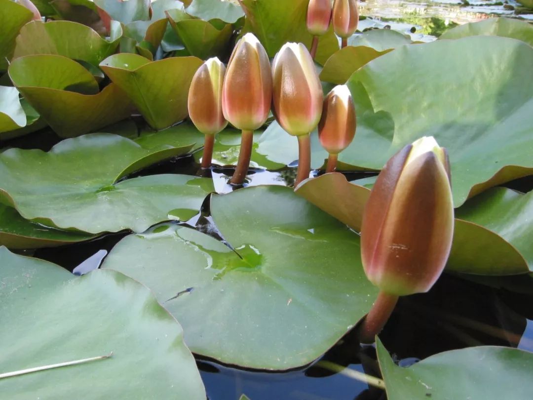 睡莲什么时候开花(北方睡莲什么时候开花)