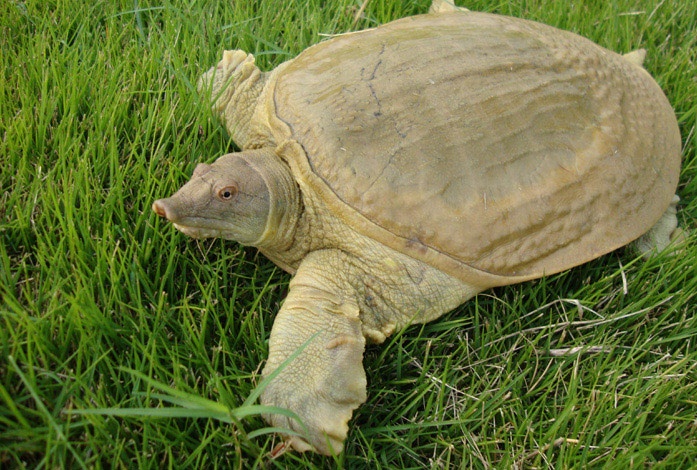 黄河鳖你真的了解吗?黄河鳖知识科普