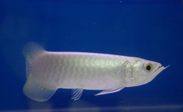 「小毳谈」水族箱龙鱼大盘点