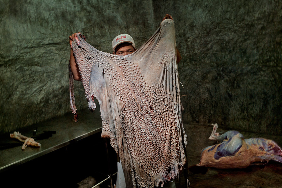 鸵鸟被集中宰杀剥皮,意外进入时尚产业