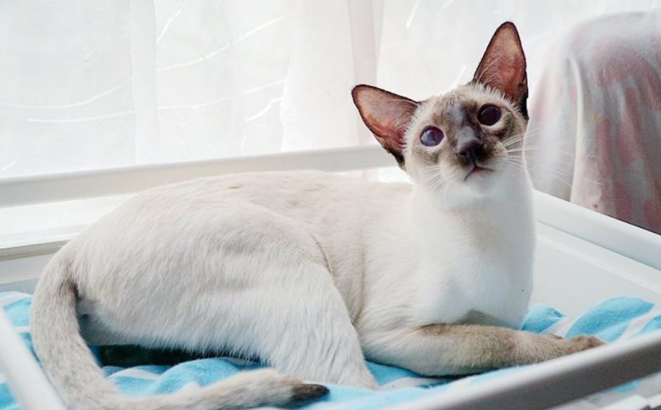 明明价格十分昂贵的暹罗猫,却备受人们青睐,不光是因为身份高贵