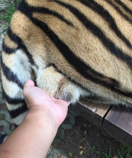 老虎的屁股摸不得!可这游客却摸了老虎的蛋蛋!