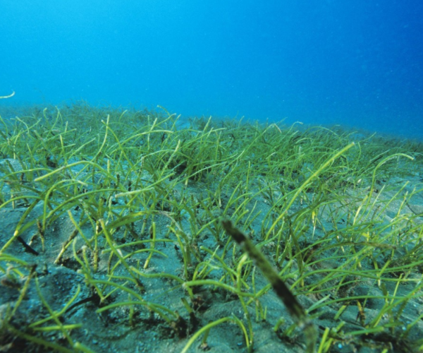 看似柔弱的海草却是海洋生物的安居之所