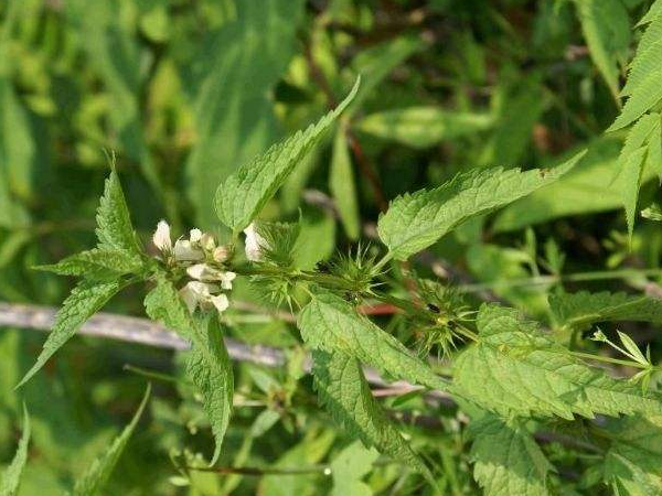 在民间,人们叫它"狗屎树",药用价值高,一斤卖到8元