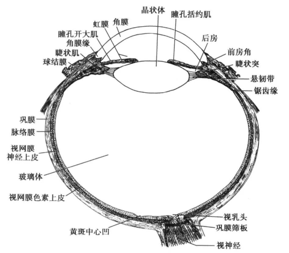 角膜剖面图图片