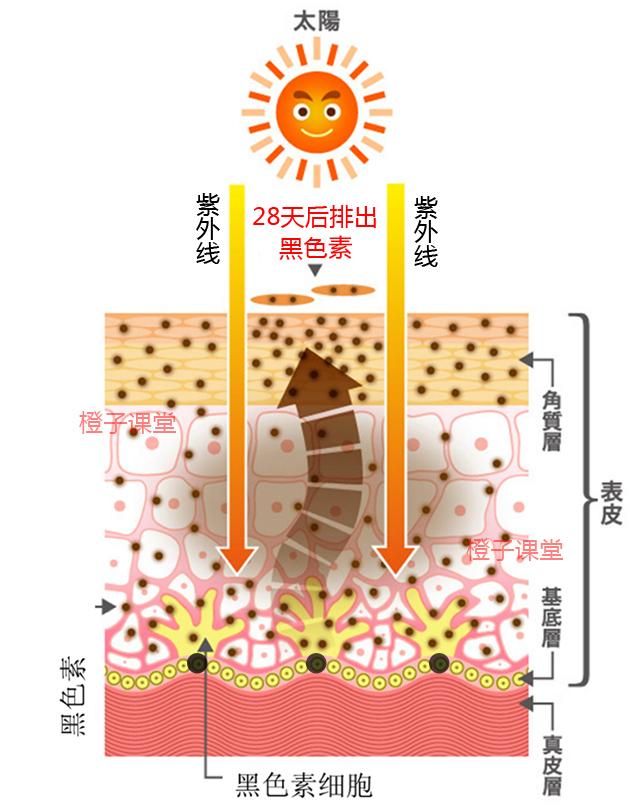 黑色素不解之谜.爱美女人的天敌,是黑色素么?