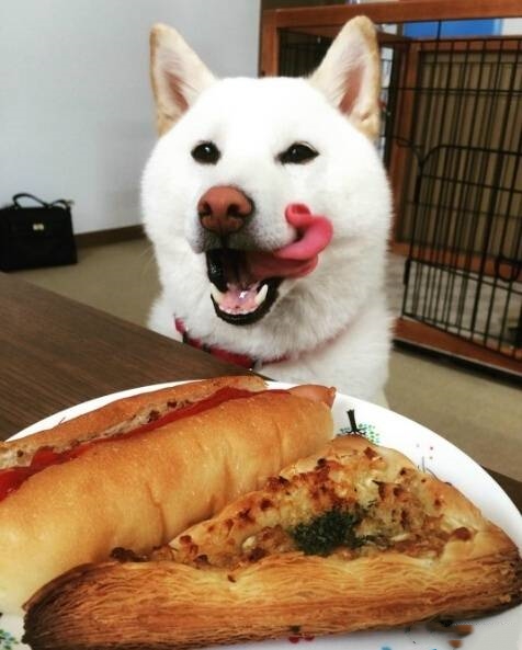 白胖白胖的柴犬,蠢萌蠢萌的,白柴你们喜欢吗?