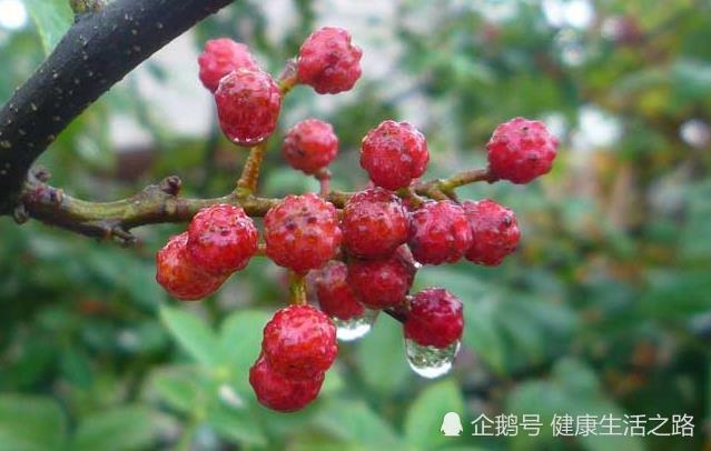 农村山里的这种红果子,驱寒除湿增强免疫力