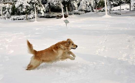 遇上雪就完全"疯掉"的两种狗狗,你家爱犬也会这样吗