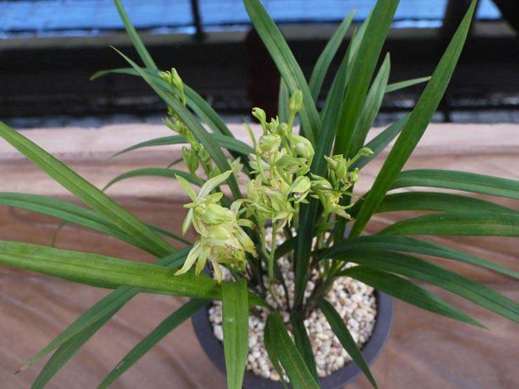 松针养兰,补肥又排水