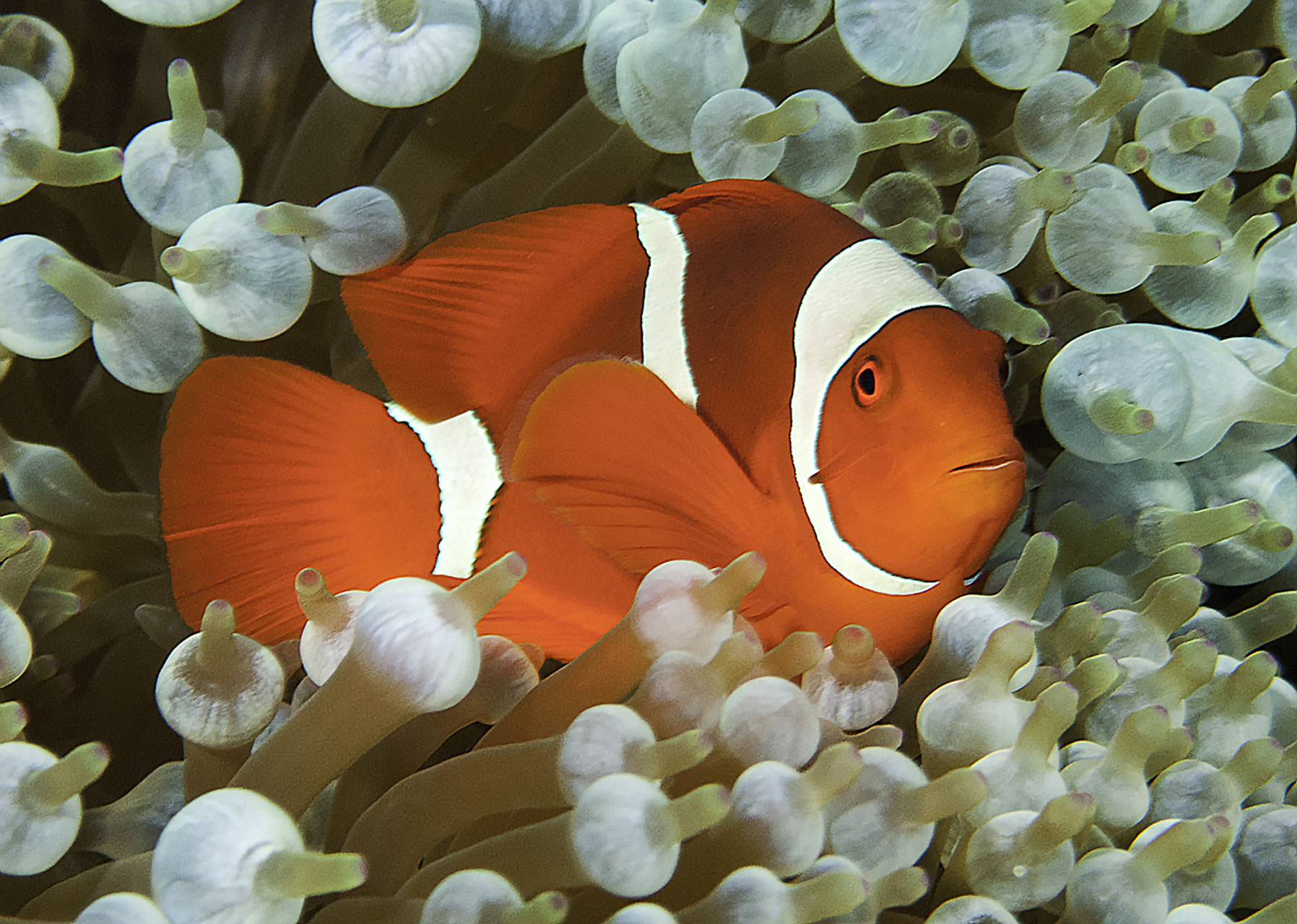 而且,小丑鱼还有着非常特别的行为习性.