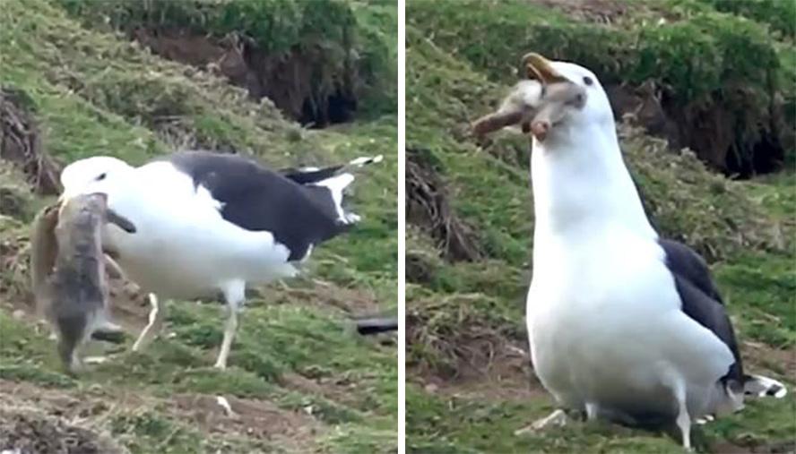 可怕瞬间!英国小岛一饥饿海鸥野蛮吞食一整只兔子