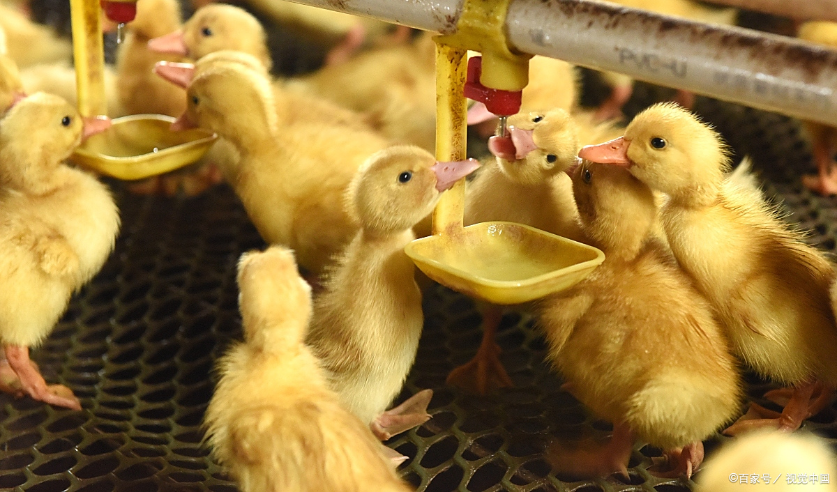 肉鸭养殖过程中,饮用水出现的问题以及预防对策