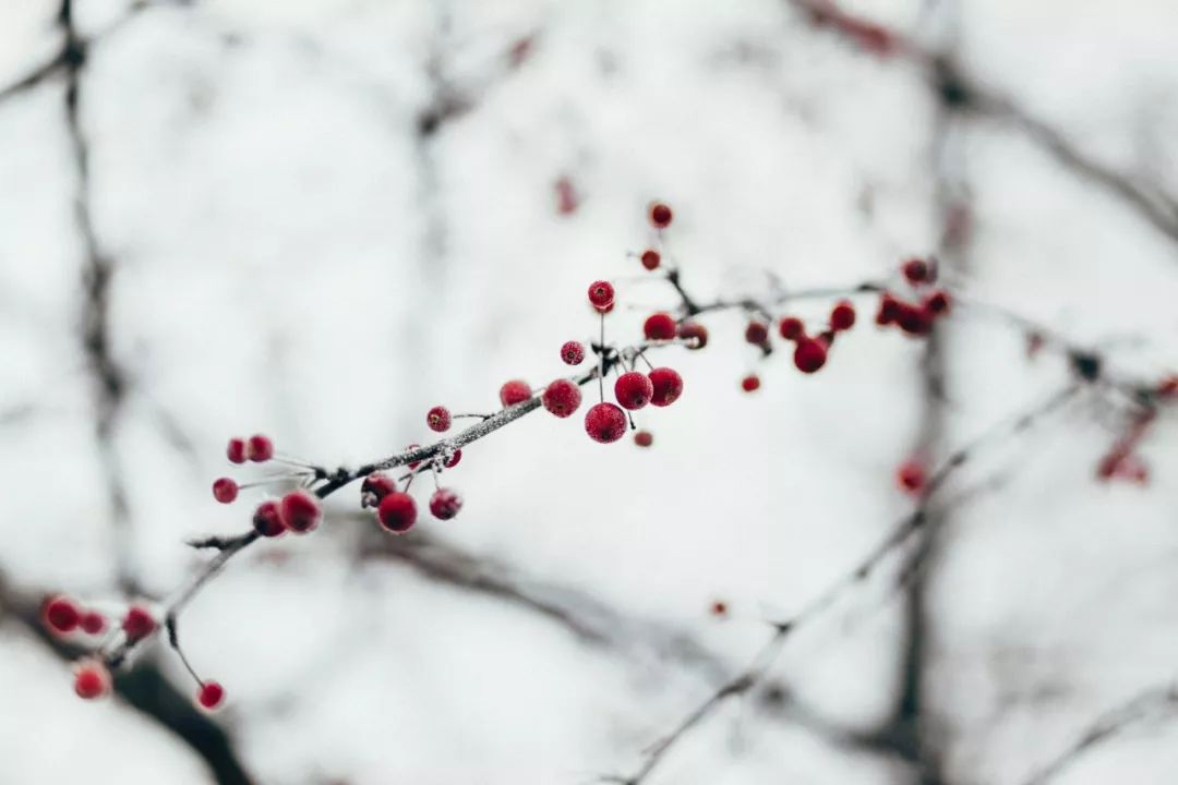 今日小寒 江雨蒙蒙作小寒 雪飘五老发毛斑