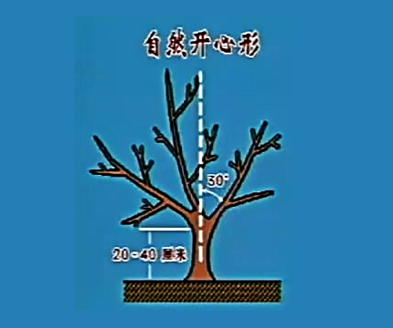 百度爱采购首页 商品专题_剪枝自然开心形不具有中央领导干,干高20到