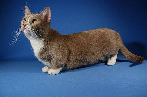 munchkin/曼切堪猫