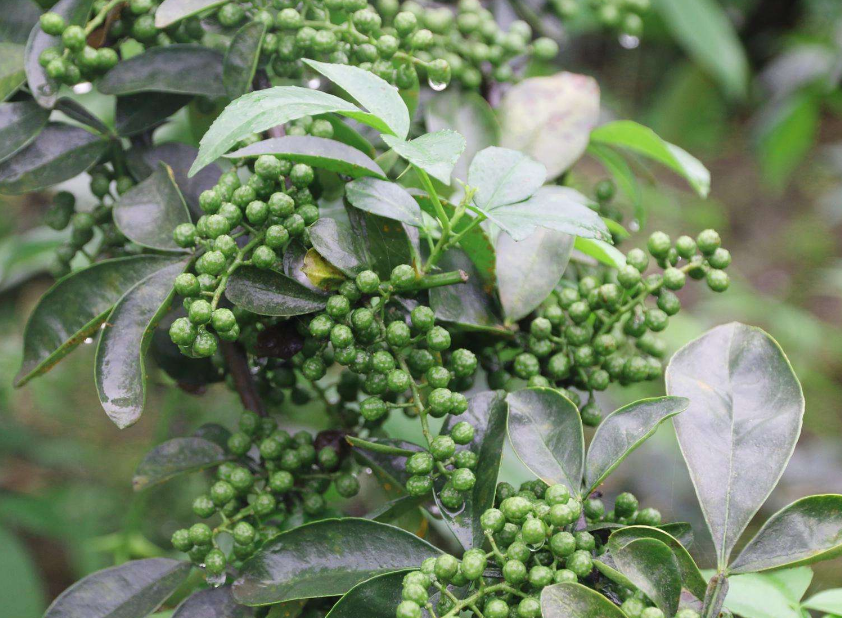 藤椒苗 - 热门商品专区