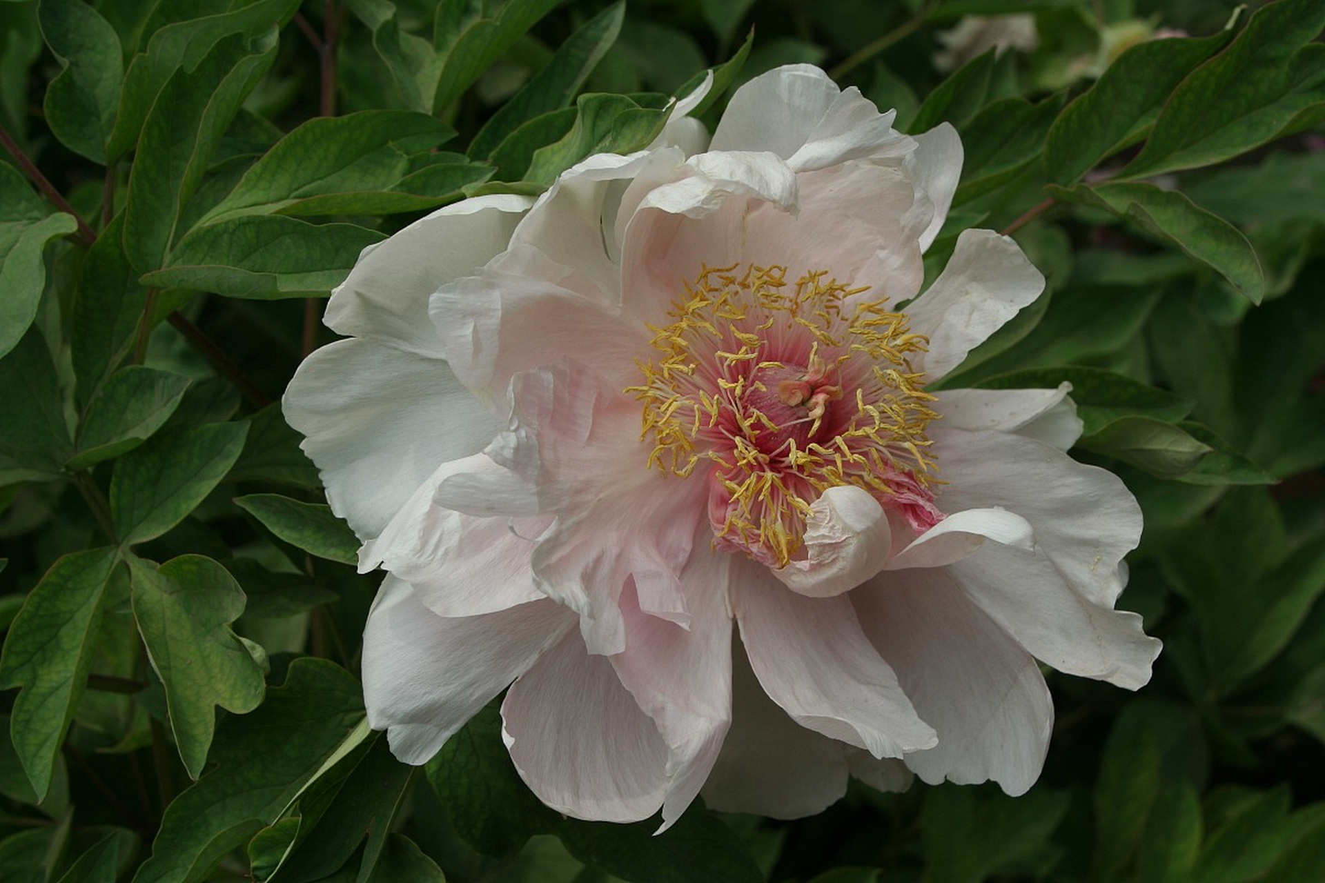 芙蓉牡丹花是一种比较名贵的花卉,养殖时需要特别注意施肥方法.