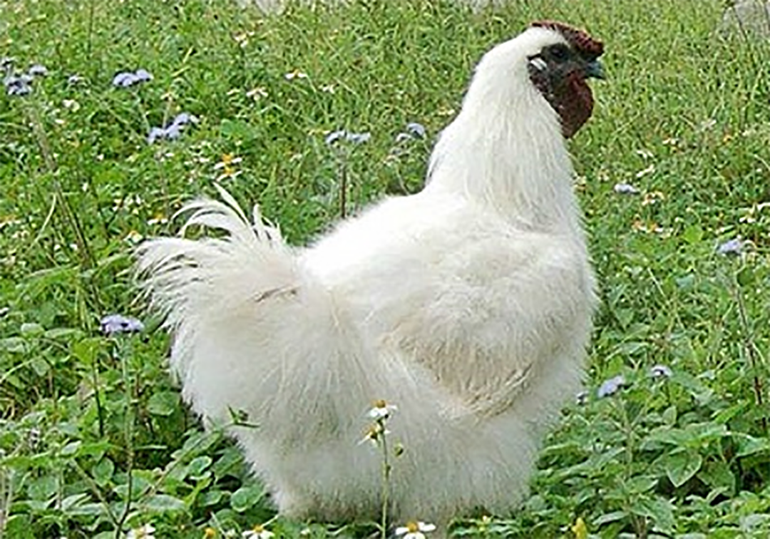 黑毛和斑毛等品种,台湾以白毛乌骨鸡最常见,羽毛细如丝,脚黑而小,为