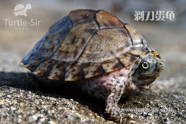 剃刀龟的最近玩法,你养对了吗「龟谷鳖老」
