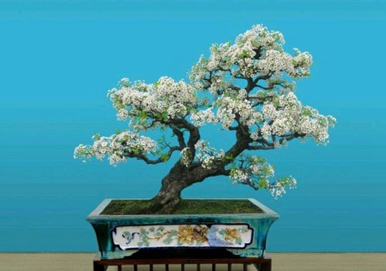 棠梨树盆景图片