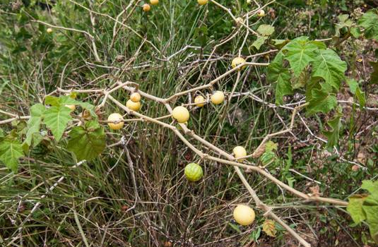 农村浑身带刺的野草,果实像"小番茄",殊不知对牙痛有效
