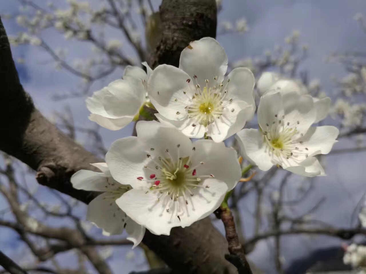 最美梨花诗词:惆怅东栏一株雪,人生看得几清明