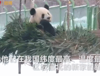 推荐村民用四川话向熊猫打招呼,熊猫边走边扭头相望 网友:人手一只?